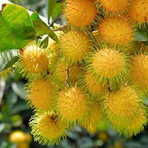 ২ পিস হলুদ রামম্বুটান চারার প্যাকেজ