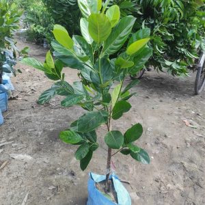 ৩টি বারোমাসি কাঁঠাল চারা